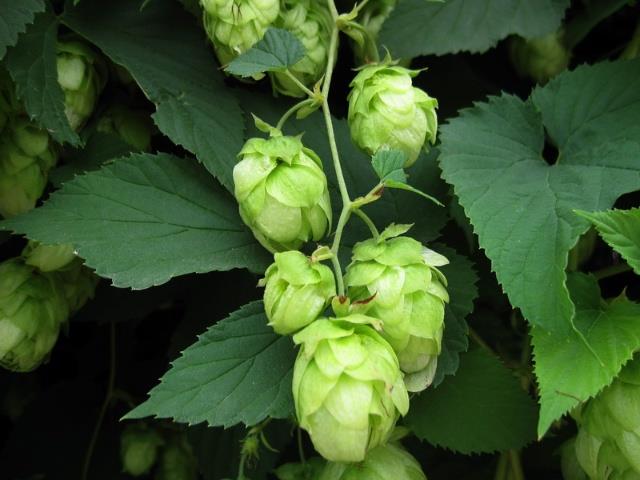 Beer houblon extrait