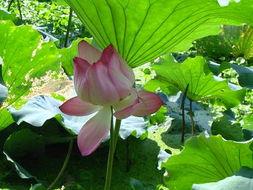 Extrait de feuille de Lotus