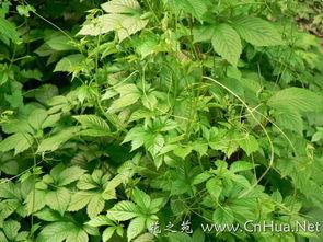Gynostemma Pentaphyllum extrait