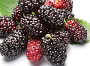 Poudre de Fruit de mûre