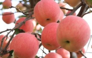 Poudre de pomme Fruit