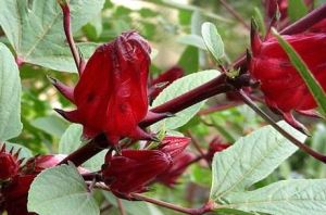 Extrait de roselle
