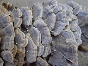 Extrait de Coriolus Versicolor