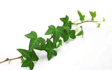 ivy