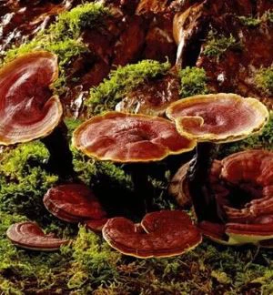 Ganoderma Extrait