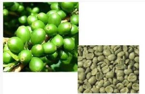 Extrait de café vert