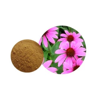 Extrait de coneflower