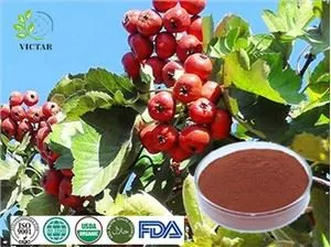 Extrait de feuille d'aubépine