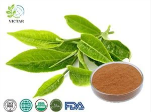 Extrait de thé vert biologique