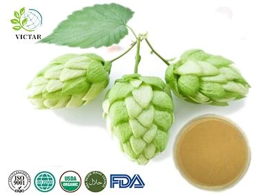Poudre d'extrait de houblon