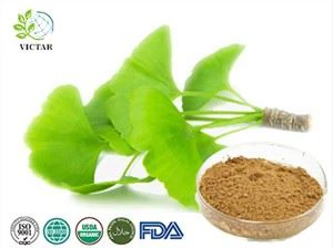Extrait de feuille de ginkgo biloba