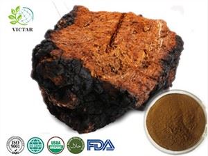 Poudre d'extrait de champignon chaga bio